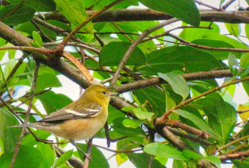 Avistamiento de Aves en Moniquirá