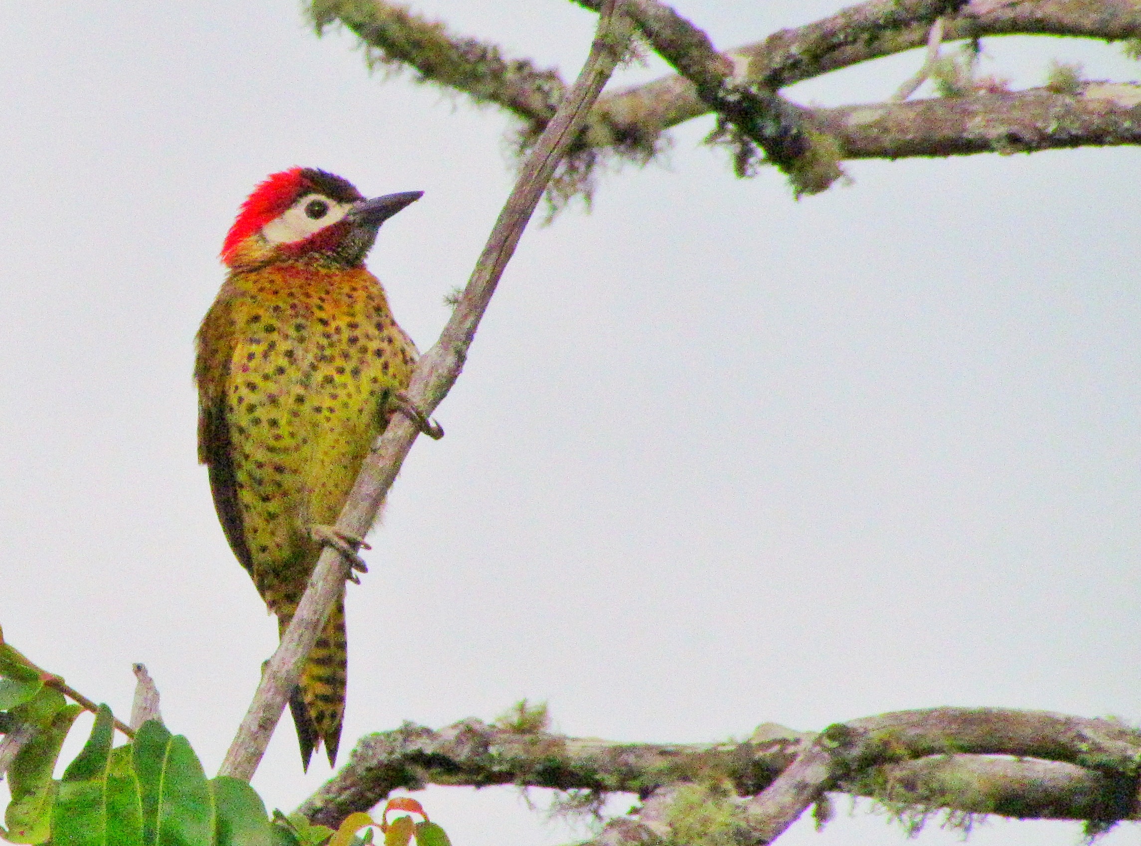 Avistamiento de Aves en Moniquirá